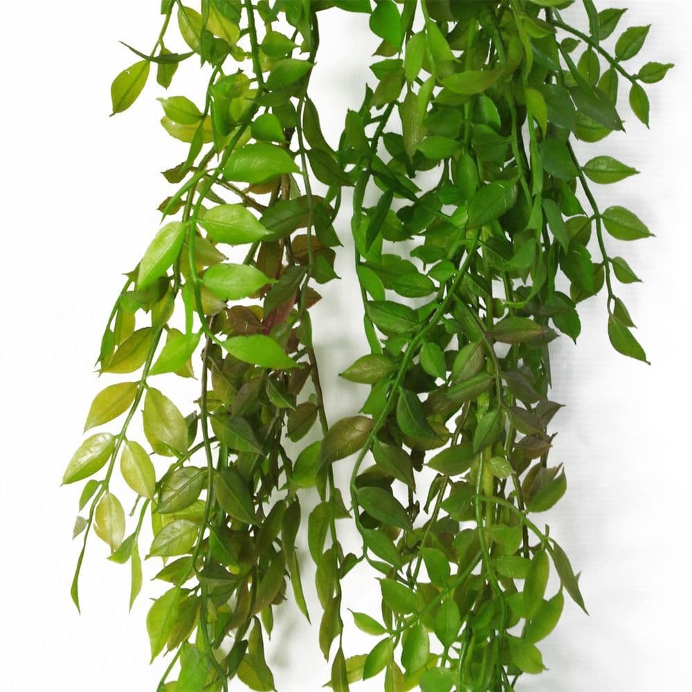 image-100cm Hanging String of Pearls Fern Plant Dark Green