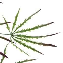 image-Pack of 12 x 100cm Artificial Hanging Acer Spider Plant