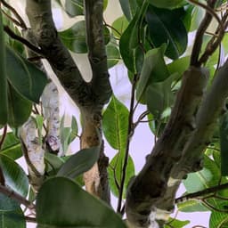 image-100cm Leaf Realistic Artificial Ficus Tree / Plant Bush Ficus
