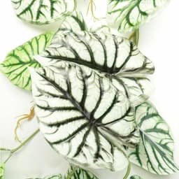 image-120cm Artificial Trailing Hanging Plant Realistic Alocasia Dragon Scale Light