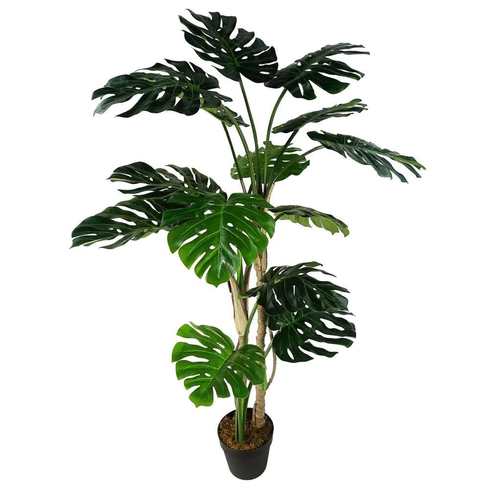image-150cm (5ft) Luxury Monstera Cheese Plant Black Pot