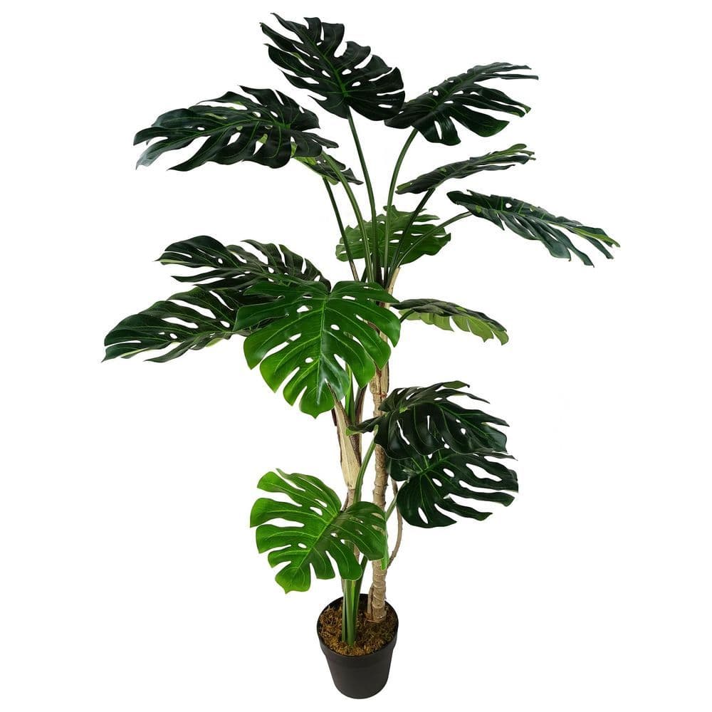 image-150cm (5ft) Luxury Monstera Cheese Plant Black Pot