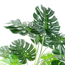 image-150cm (5ft) Luxury Monstera Cheese Plant Black Pot