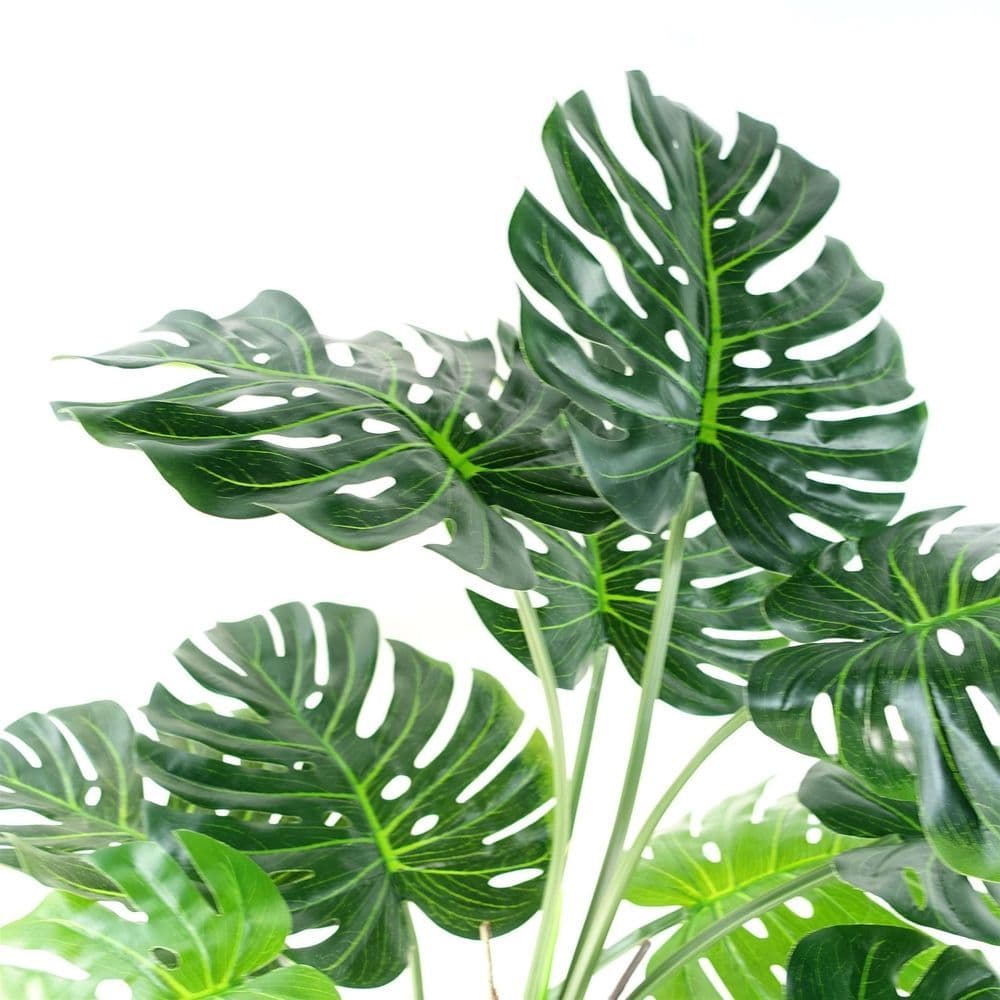 image-150cm (5ft) Luxury Monstera Cheese Plant Black Pot