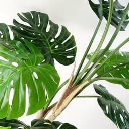 image-150cm (5ft) Luxury Monstera Cheese Plant Black Pot