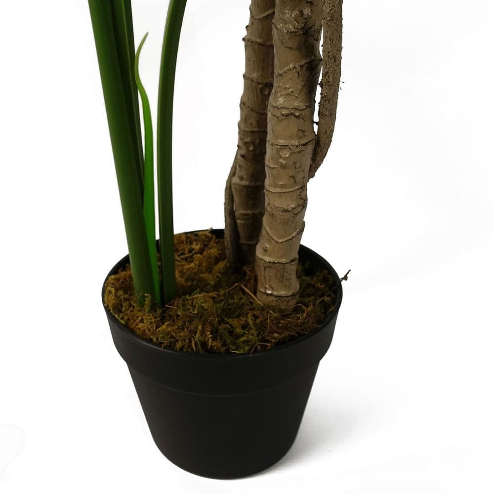 image-150cm (5ft) Luxury Monstera Cheese Plant Black Pot