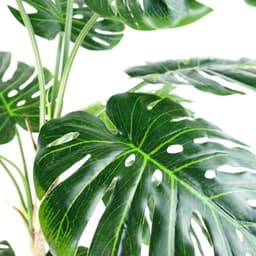 image-150cm (5ft) Luxury Monstera Cheese Plant Black Pot