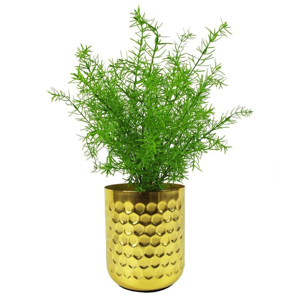 image-6 x 45cm Artificial Asparagus Fern Plant