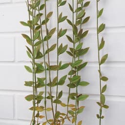 image-Pack of 12 x 120cm Artificial Hanging Extra Long String of Pearls