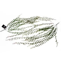 image-Pack of 12 x 120cm Artificial Hanging Extra Long String of Pearls
