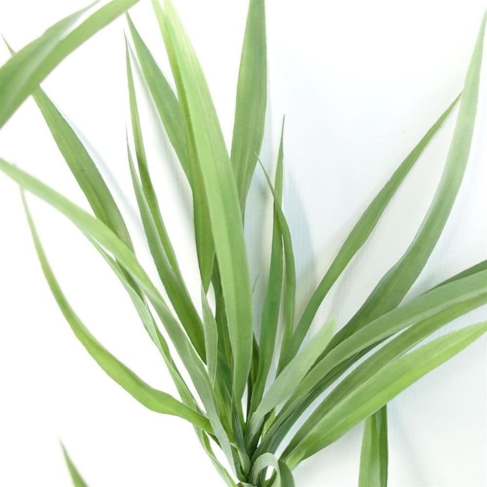 image-125cm Dragon Tree Dracaena Plant Natural Look Artificial