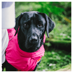 image-Dog Coats Small Waterproof,Warm Outfit Clothes Dog Jackets Small,Adjustable Drawstring Warm And Cozy Dog Sport Vest-(pink,size L)