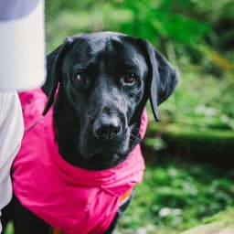 image-Dog Coats Small Waterproof,Warm Outfit Clothes Dog Jackets Small,Adjustable Drawstring Warm And Cozy Dog Sport Vest-(pink,size XL)