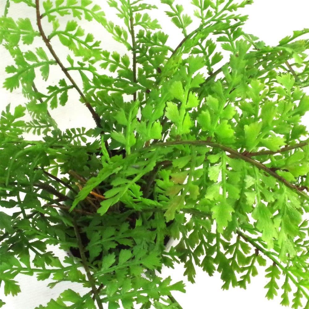 image-30cm Artificial Potted Royal Fern