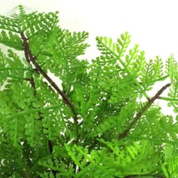 image-30cm Artificial Potted Lady Fern (Athyrium Filix-Femina)