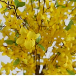 image-60cm Artificial Forsythia Tree