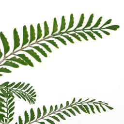 image-55cm Himilayan Maidenhair Fern Bush Dark Green Plant