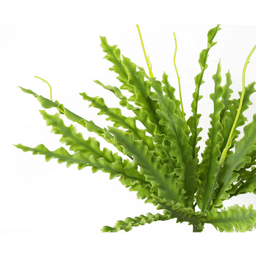 image-40cm Artificial Crocodile Fern Plant