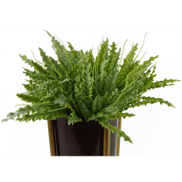 image-40cm Artificial Crocodile Fern Plant