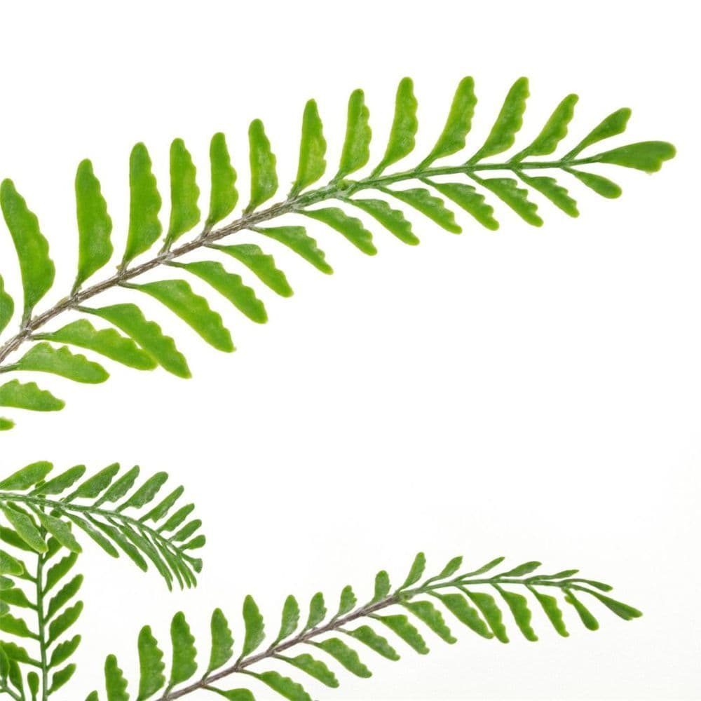 image-55cm Himilayan Maidenhair Fern Bush Light Green Plant