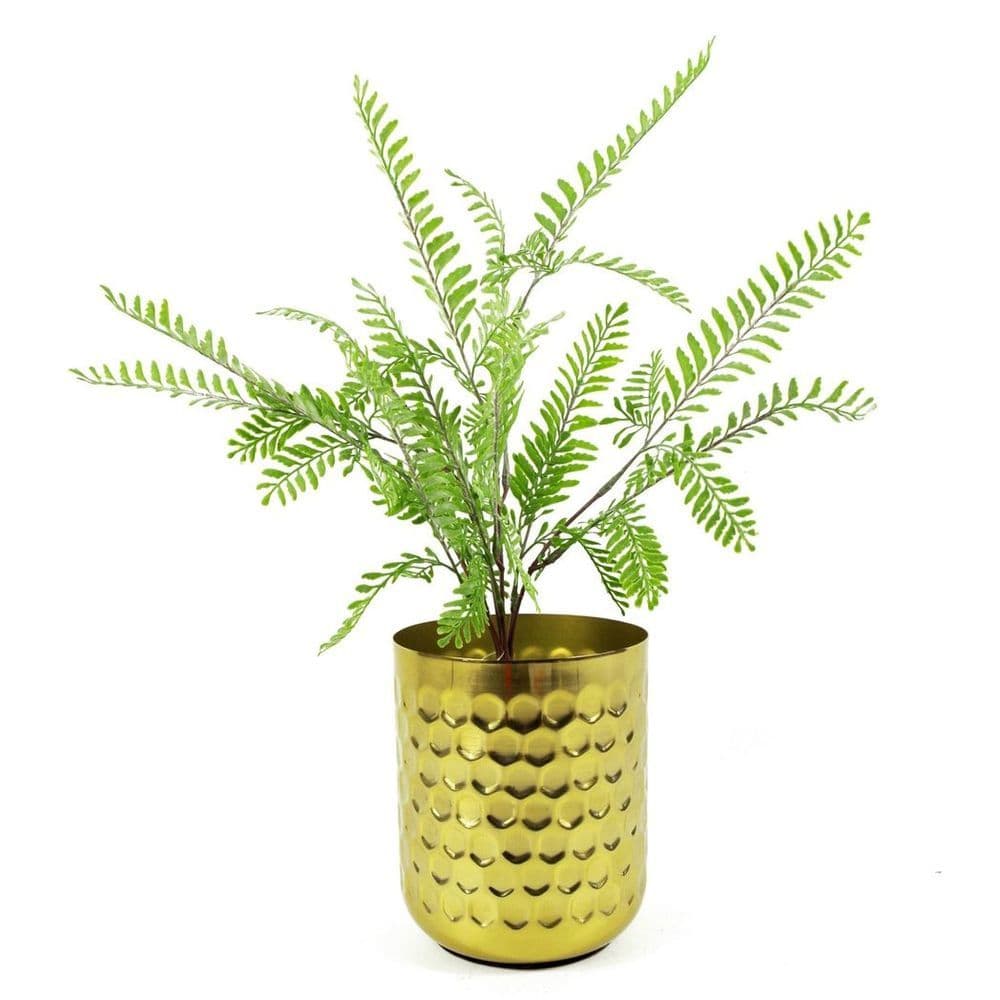 image-55cm Himilayan Maidenhair Fern Bush Light Green Plant