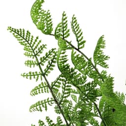 image-50cm Southern Wood Fern Bush Dark Green Plant