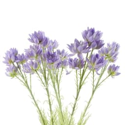 image-Pack of 6 x 60cm Purple Starflower Stem - 30 Flowers