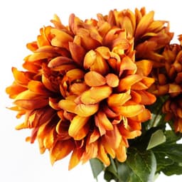 image-Pack of 6 x 75cm Extra Large Reflex Chrysanthemum - Orange