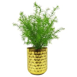 image-45cm Artificial Asparagus Fern Plant