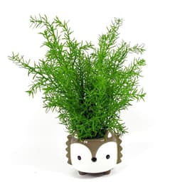 image-45cm Artificial Asparagus Fern Plant