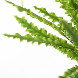 image-40cm Artificial Crocodile Fern Plant
