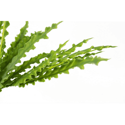 image-40cm Artificial Crocodile Fern Plant
