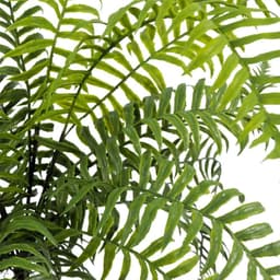image-50cm Artificial Boston Fronded Fern Plant