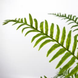 image-50cm Artificial Boston Fronded Fern Plant