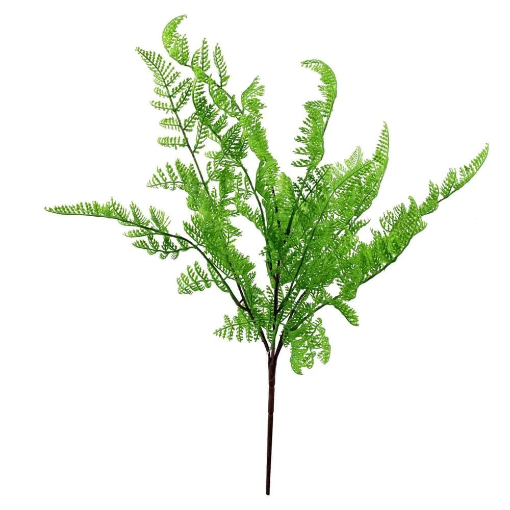 image-50cm Southern Wood Fern Bush Dark Green Plant