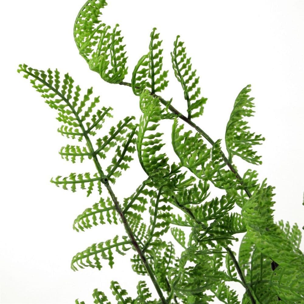 image-50cm Southern Wood Fern Bush Dark Green Plant