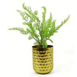 image-50cm Southern Wood Fern Bush Dark Green Plant
