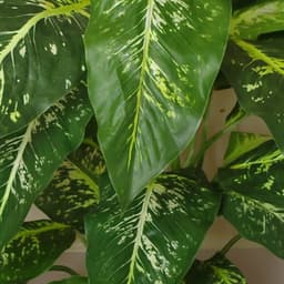 image-100cm Large Fox's Aglaonema (Spotted Evergreen) Tree Artificial Plant with Silver Metal Planter
