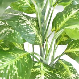 image-100cm Large Fox's Aglaonema (Spotted Evergreen) Tree Artificial Plant with Gold Metal Planter