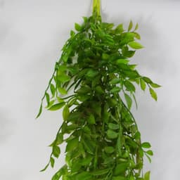 image-6 x 100cm Hanging String of Pearls Fern Plant Dark Green