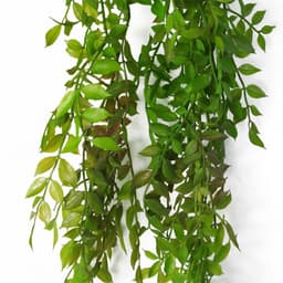 image-6 x 100cm Hanging String of Pearls Fern Plant Dark Green