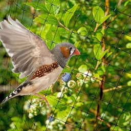 image-6x Anti Bird Garden Netting Pond Net Protection Plants Veg Crops Fruit Fine Mesh 2M X 10M