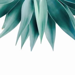 image-Agave fringe Cushion/Pillow