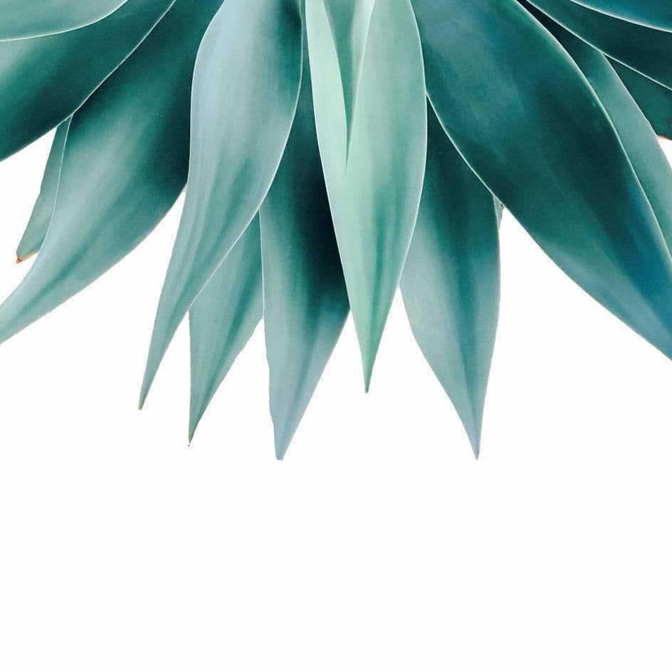 image-Agave fringe Cushion/Pillow