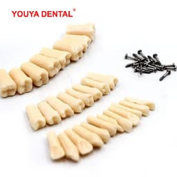image-28/32pc Dental Teeth Model For Dental Technician Practice Preparation Removable Tooth Compatibly Nissin Dentistry Training Model