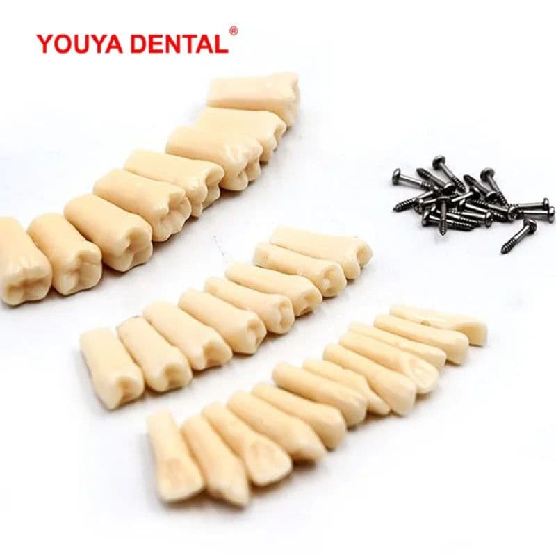 image-28/32pc Dental Teeth Model For Dental Technician Practice Preparation Removable Tooth Compatibly Nissin Dentistry Training Model