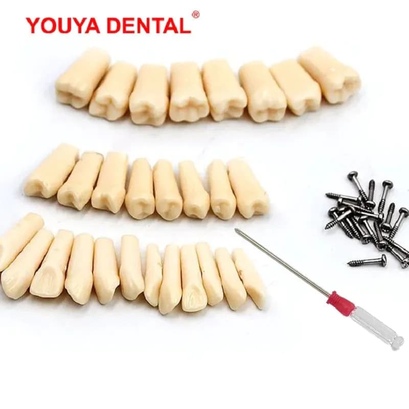 image-28/32pc Dental Teeth Model For Dental Technician Practice Preparation Removable Tooth Compatibly Nissin Dentistry Training Model