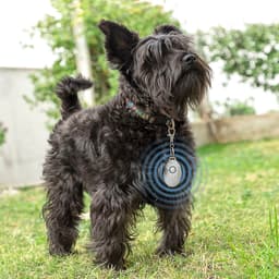 image-Rechargeable Ultrasound Parasite Repellent for Pets PetRep InnovaGoods