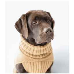 image-The Jazz Dog Jumper in Camel