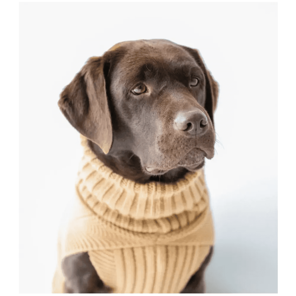 image-The Jazz Dog Jumper in Camel